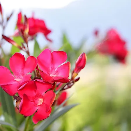 Nr 12 Haus Voglreiter Apartment