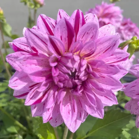 Nr 12 Haus Voglreiter Kaprun