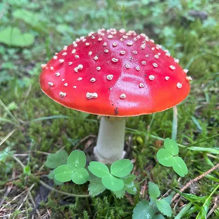 Nr 12 Haus Voglreiter شقة *