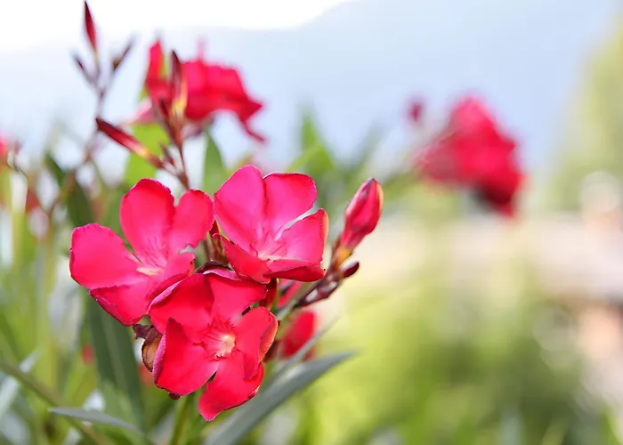 Nr 12 Haus Voglreiter شقة