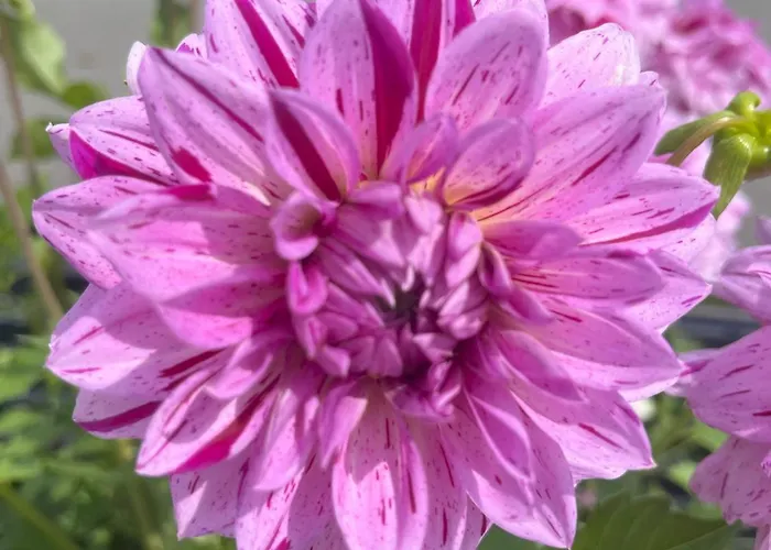 Nr 12 Haus Voglreiter كابرون