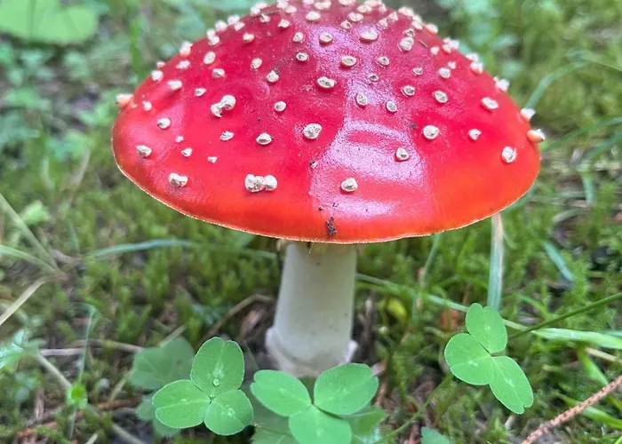 Nr 12 Haus Voglreiter شقة *